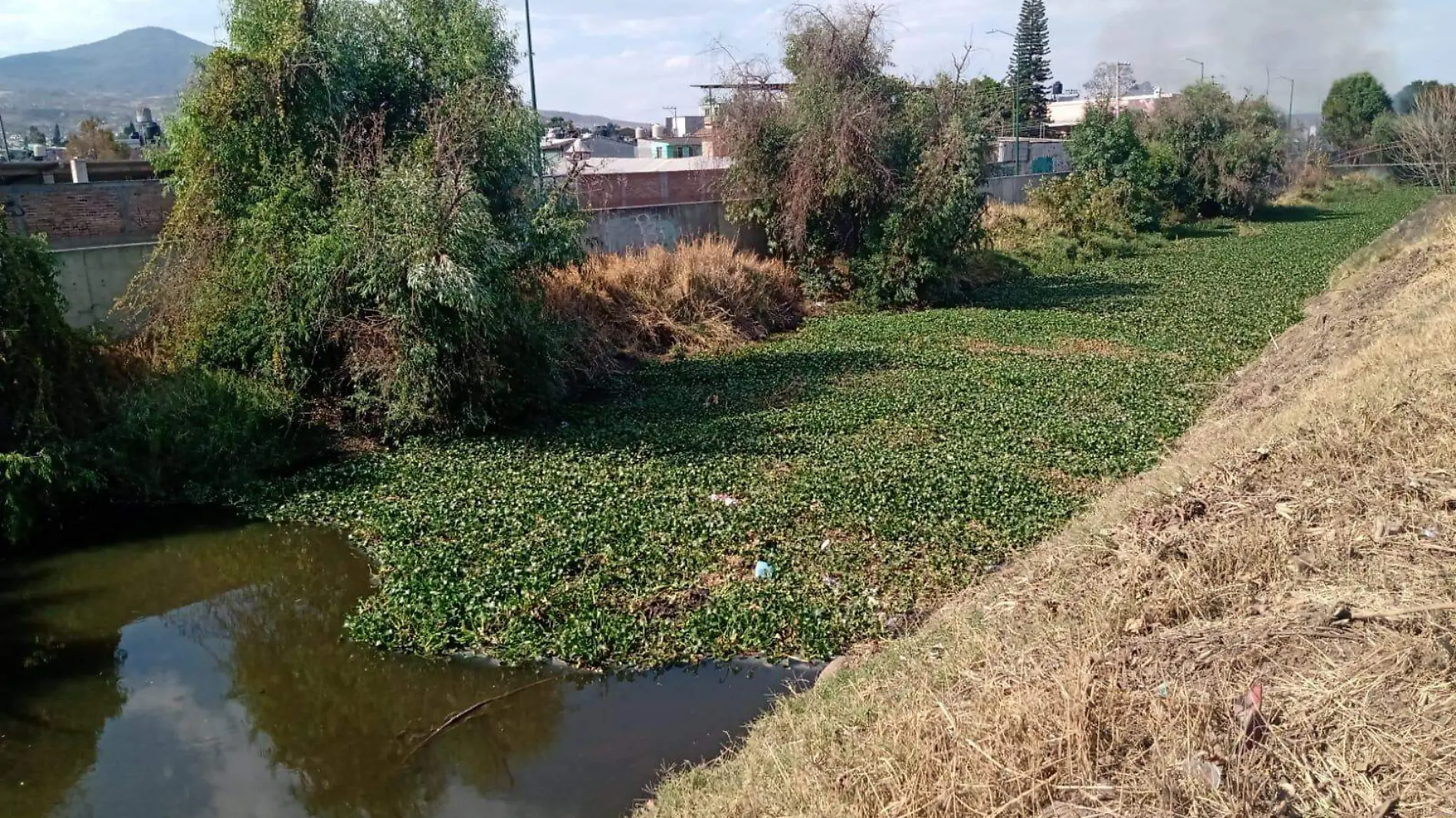 Plantas y basura en Río de Morelia